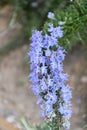 Creeping Rosemary Rosmarinus officinalis Prostratus Corsican blue, blue flowering plants